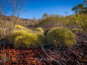 Fluffy Spinifex