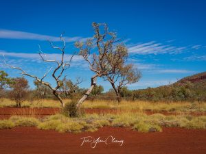 Pilbara tree, Circular Pool