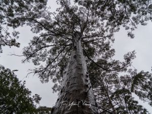 Giant karri tree, Gloucester National Park