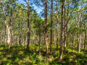 South West forrest