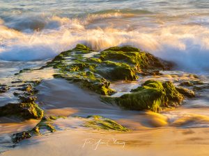 Swanbourne Beach moss