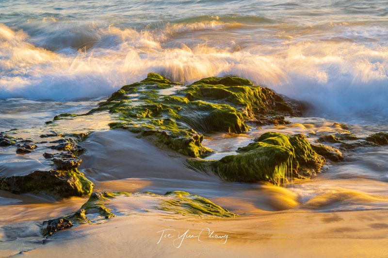 Swanbourne Beach moss