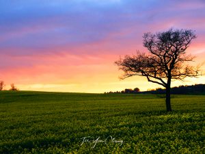 Spring sunset in the UK