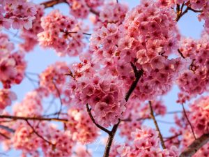 Pink cherry blossom, Osaka, Japan