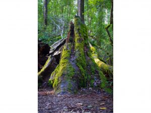 Mount Field National Park, Tasmania