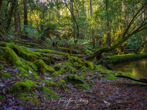 Golden rainforest, Mount Field National Park, Tasmania