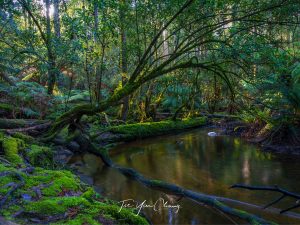 Enchanting and mysterious rainforest, Mount Field National Park, Tasmania