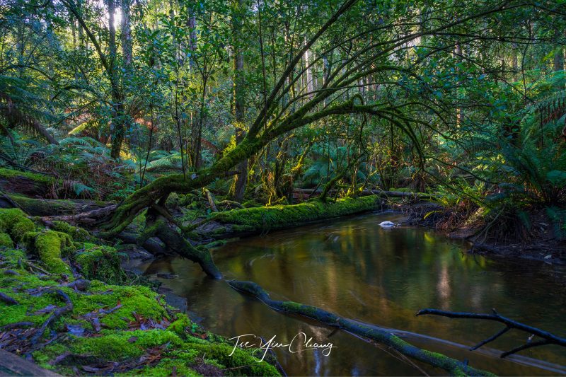 Enchanting and mysterious rainforest, Mount Field National Park, Tasmania