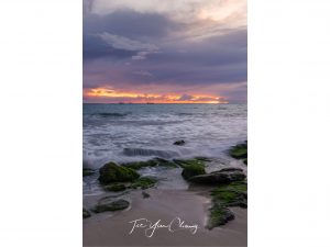 Moss on limestones, Burns Beach