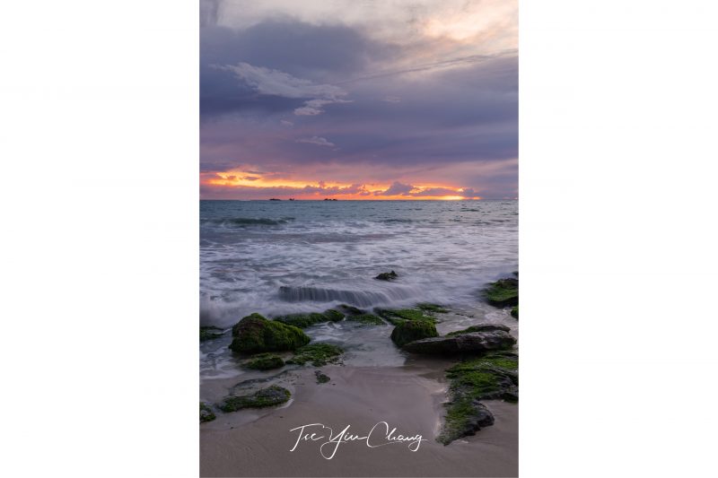 Moss on limestones, Burns Beach