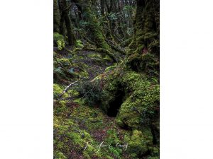 Enchanted forest, Cradle Mountain